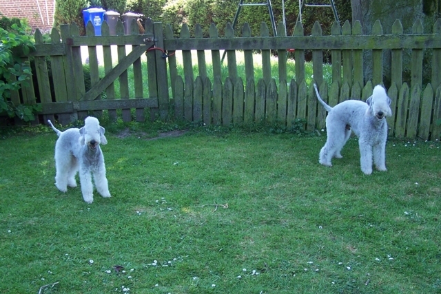 Unsere Hunde 11.05 (12).JPG